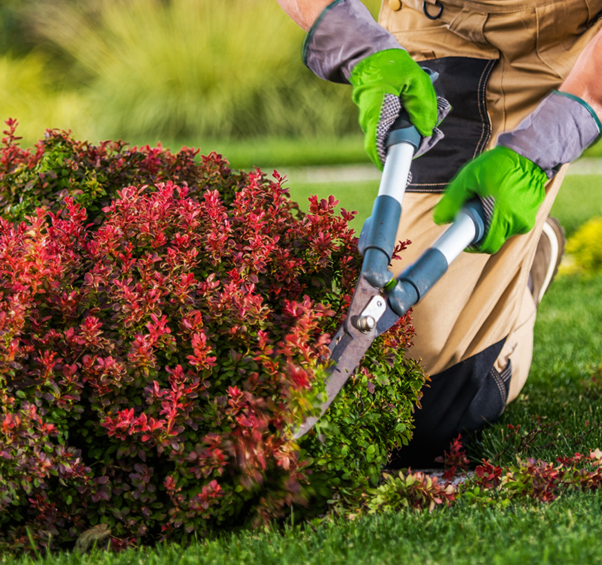 Capacidad instalada 1